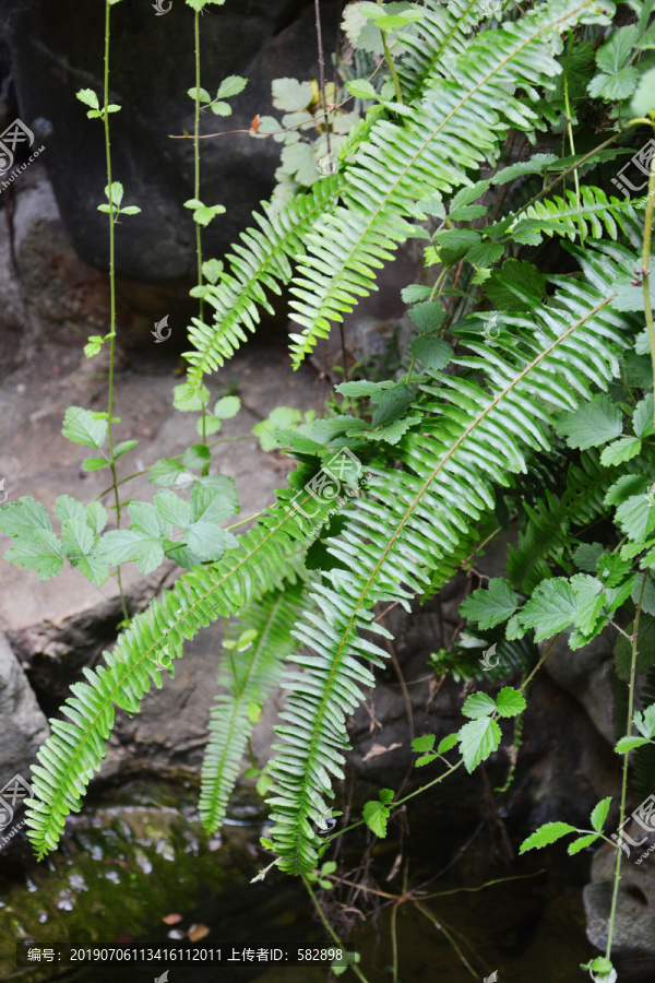 蕨类植物叶子