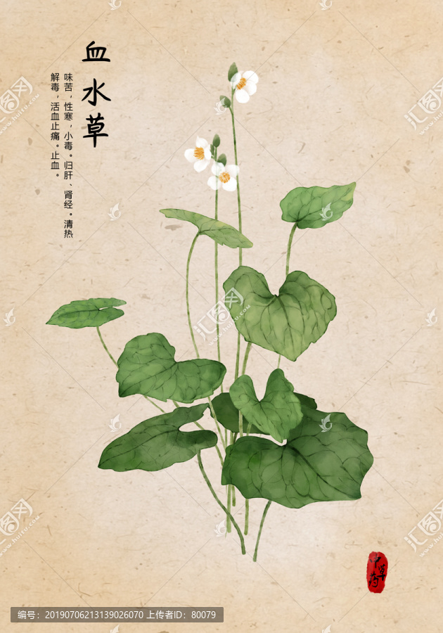 血水草