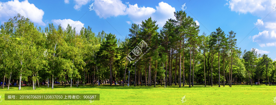 阳光森林全景