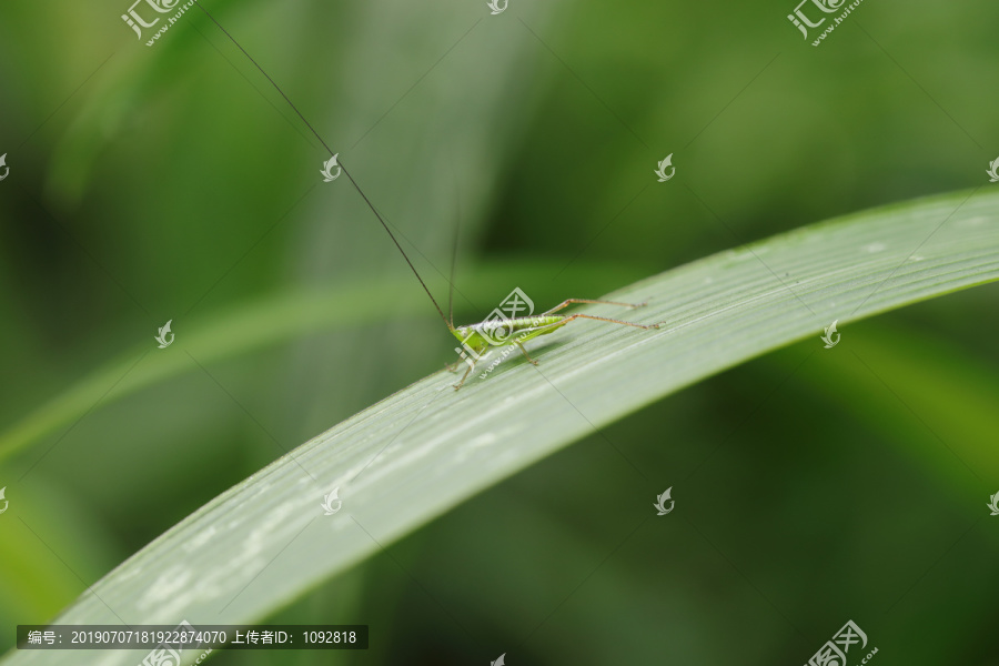 昆虫素材