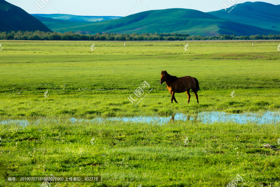夏季呼伦贝尔草原湿地一匹马