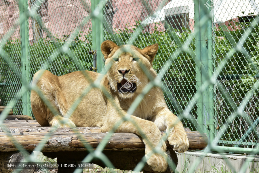 笼子里的狮子