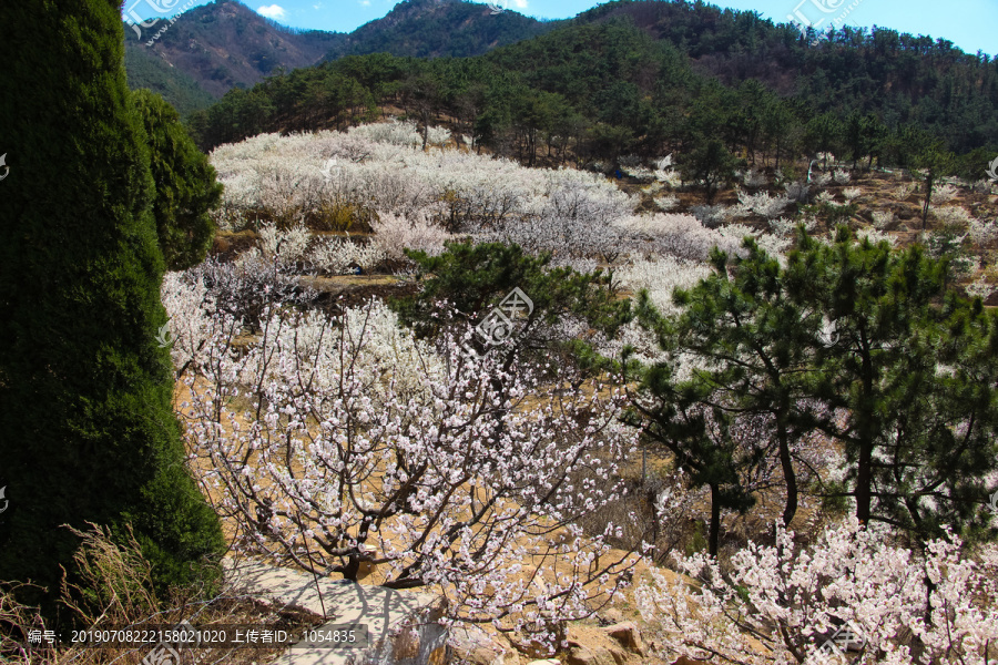 山坡开花