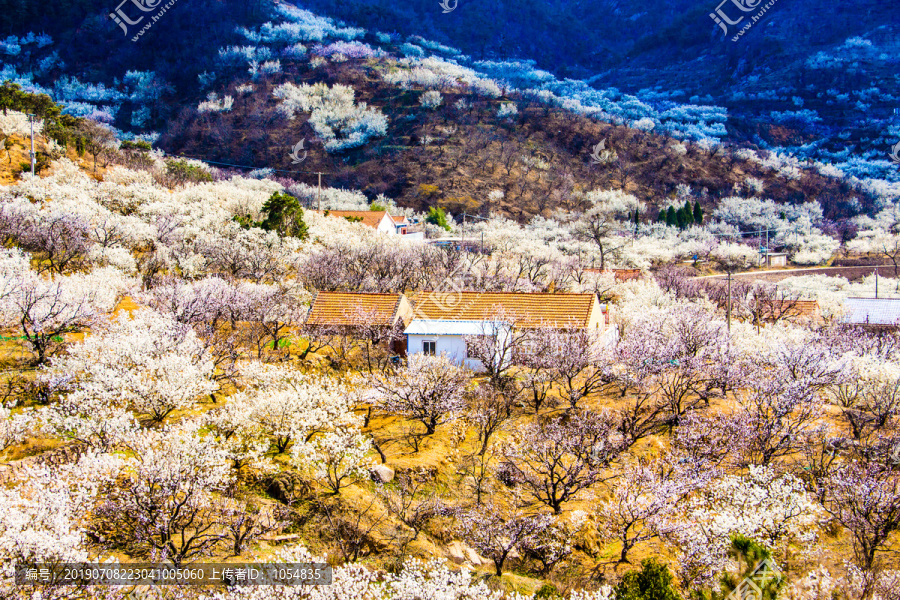 山谷花开