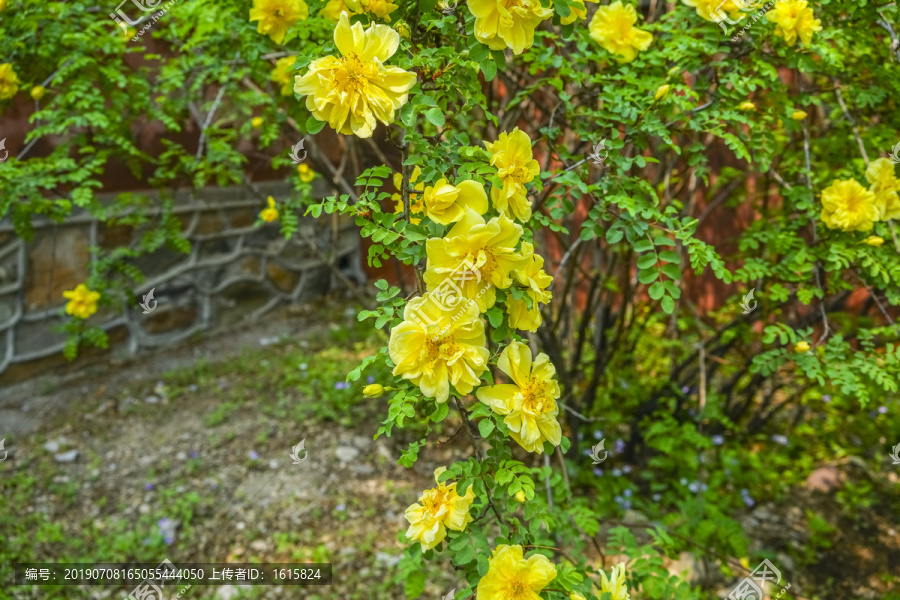 迎春花高清大图