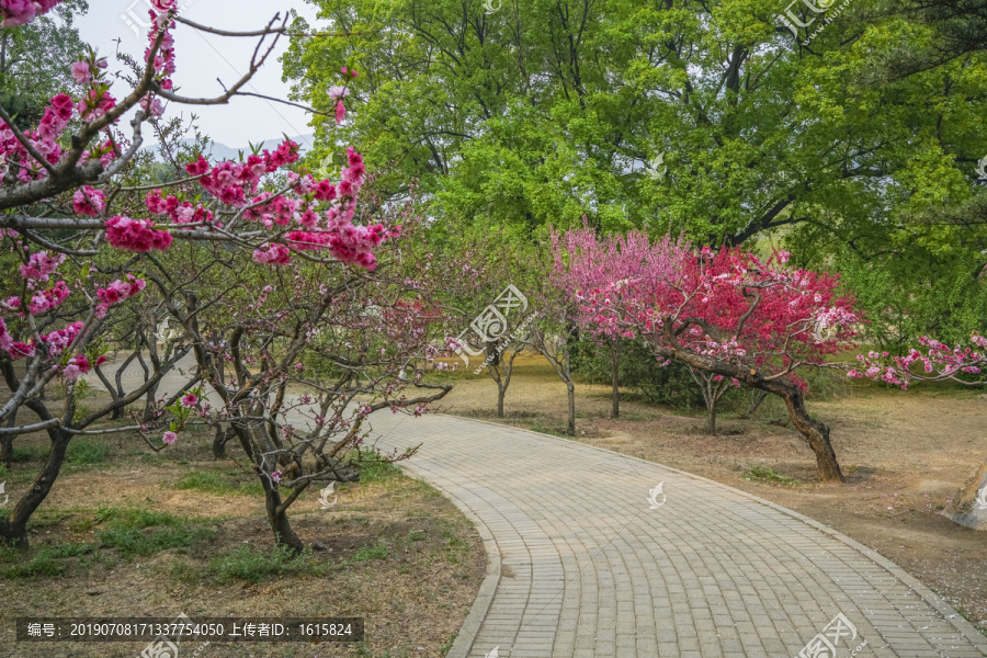 桃花高清大图