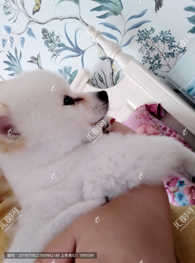 博美犬