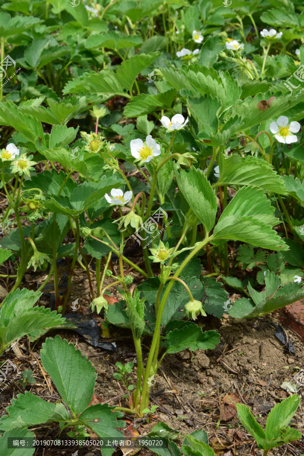 草莓苗草莓园草莓花草莓秧