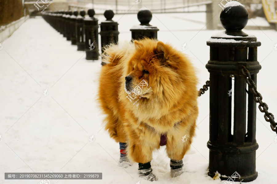 雪中松狮