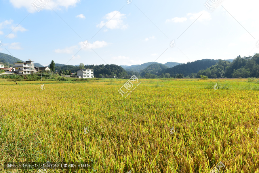 稻田稻谷