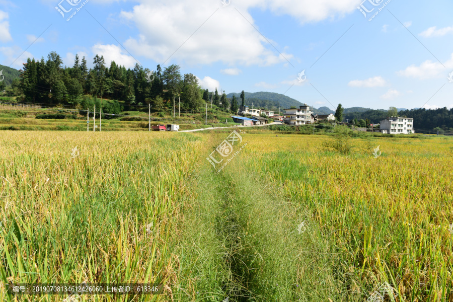 金色的水稻稻谷