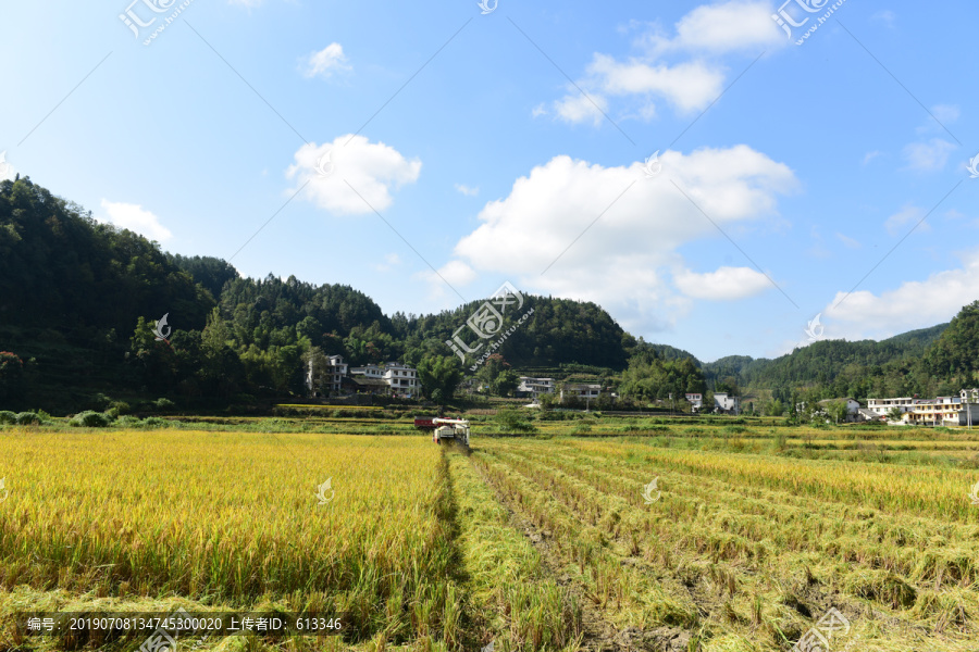 收割稻田的稻谷