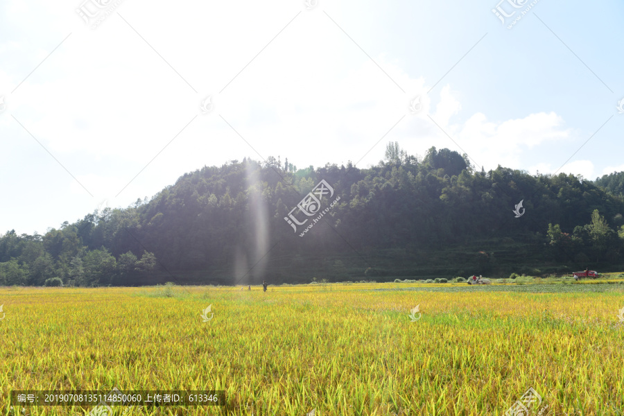 丰收水稻稻谷