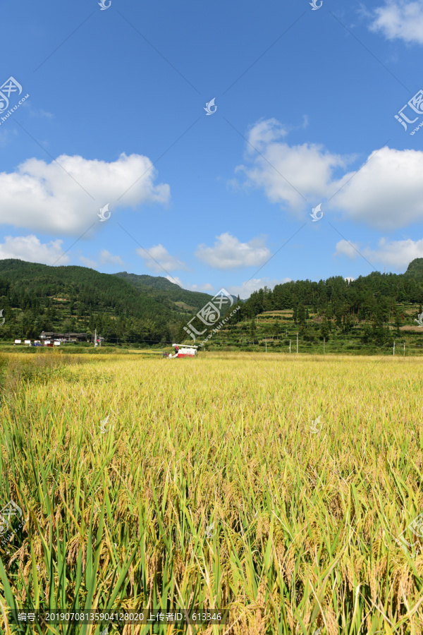 农田成熟的水稻