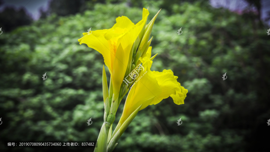 湖畔芭蕉美