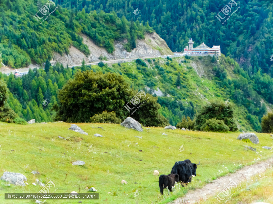 高山放牧