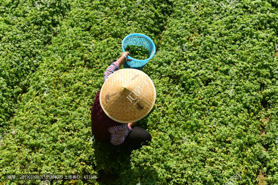 绞股蓝茶