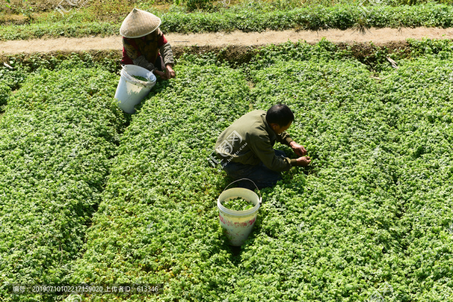 绞股蓝绿茶