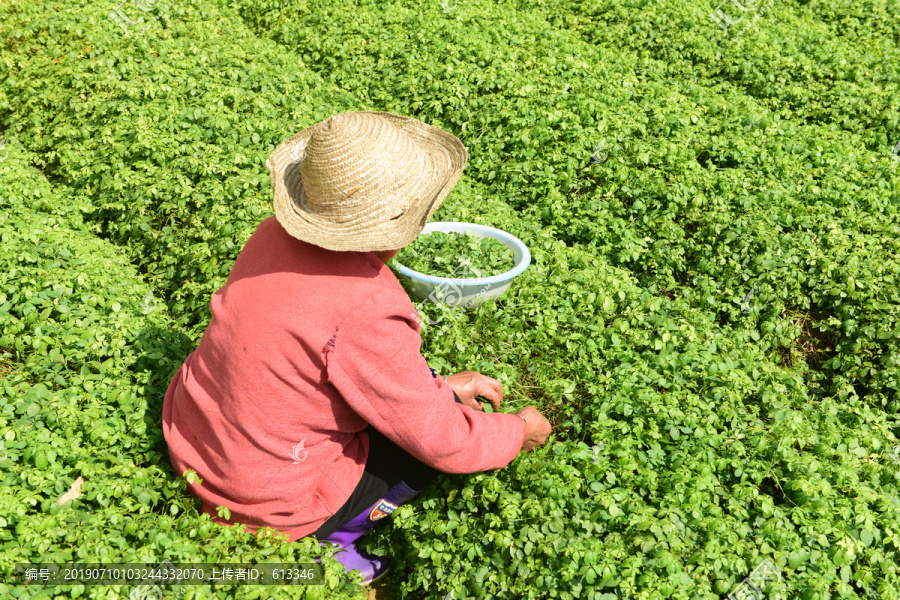 绞股蓝茶种植基地