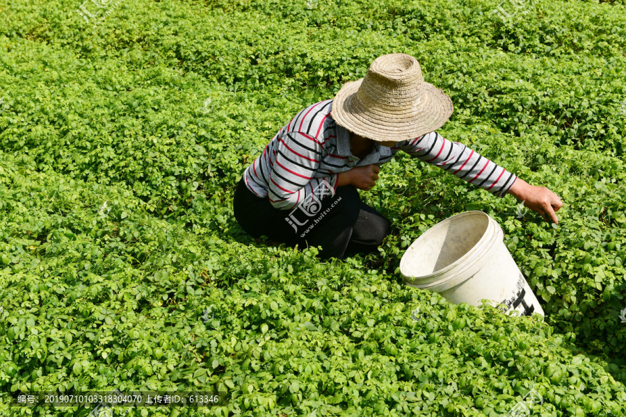 绞股蓝茶种植基地