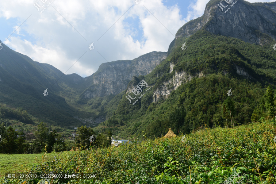 大山种植藤茶绞股蓝