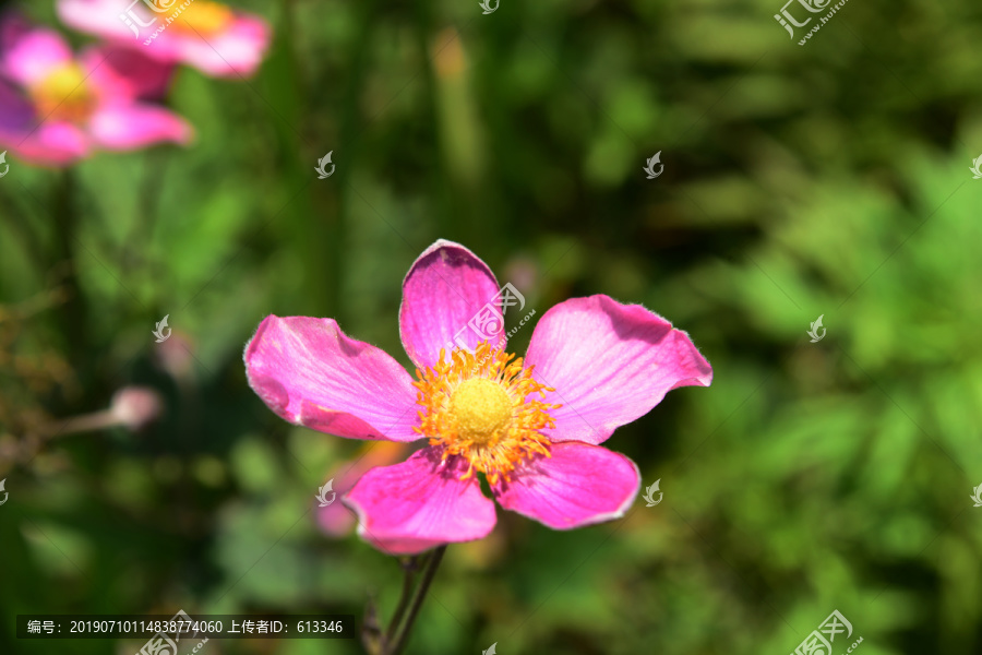 野棉花特写