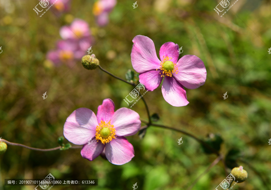 野棉花特寫