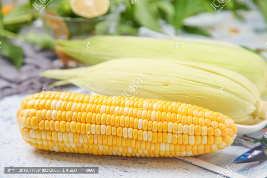 东北玉米