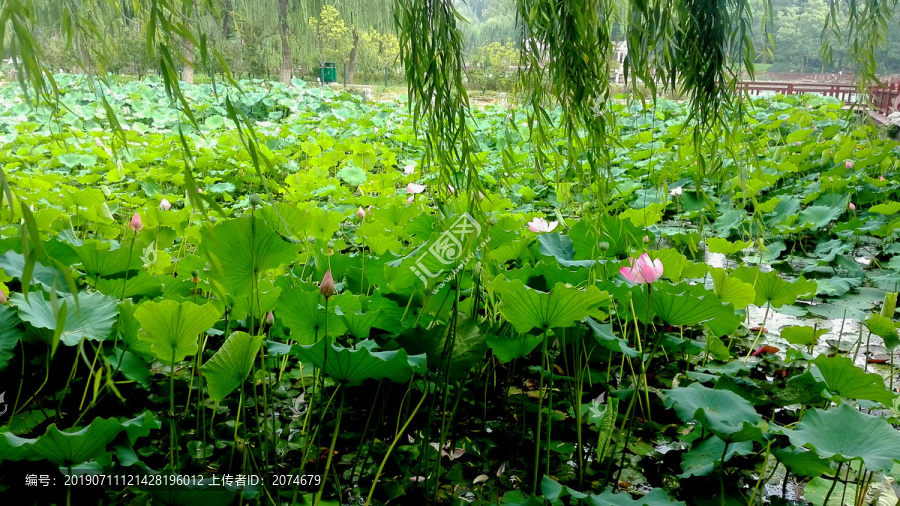 美丽的荷塘