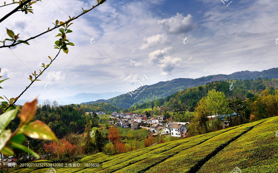 茶山茶园茶乡