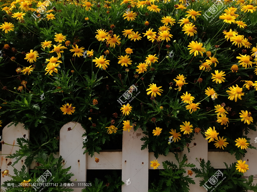 小菊花木栅栏