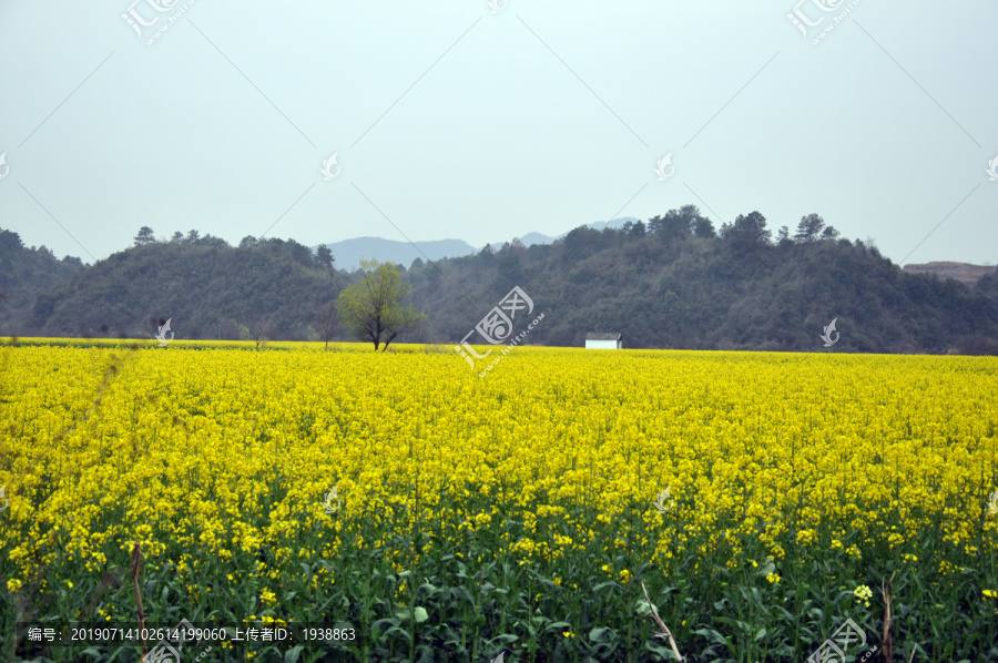 油菜花