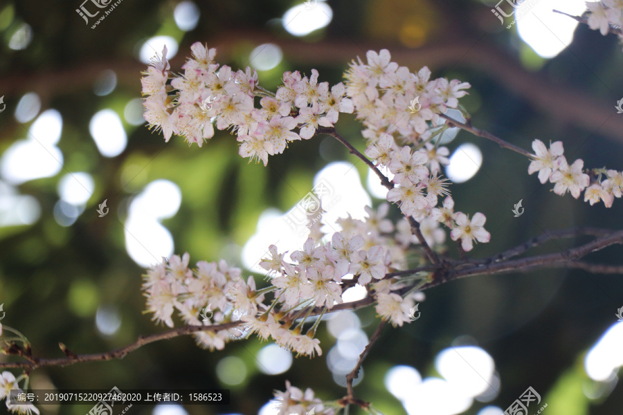 樱花樱桃花