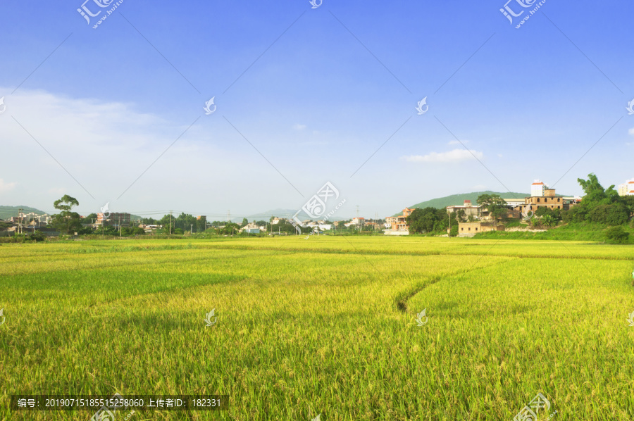 农业乡土水稻景