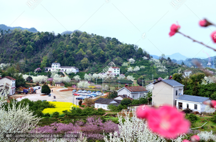 美丽乡村花满园