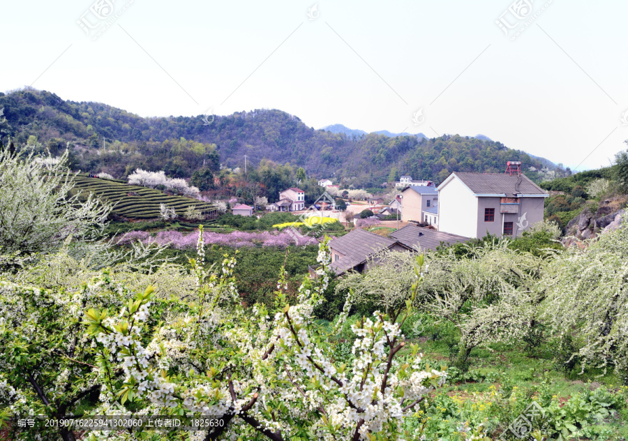 美丽乡村花满园