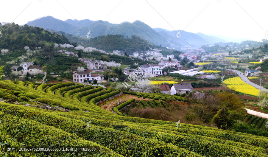 美丽乡村花满园