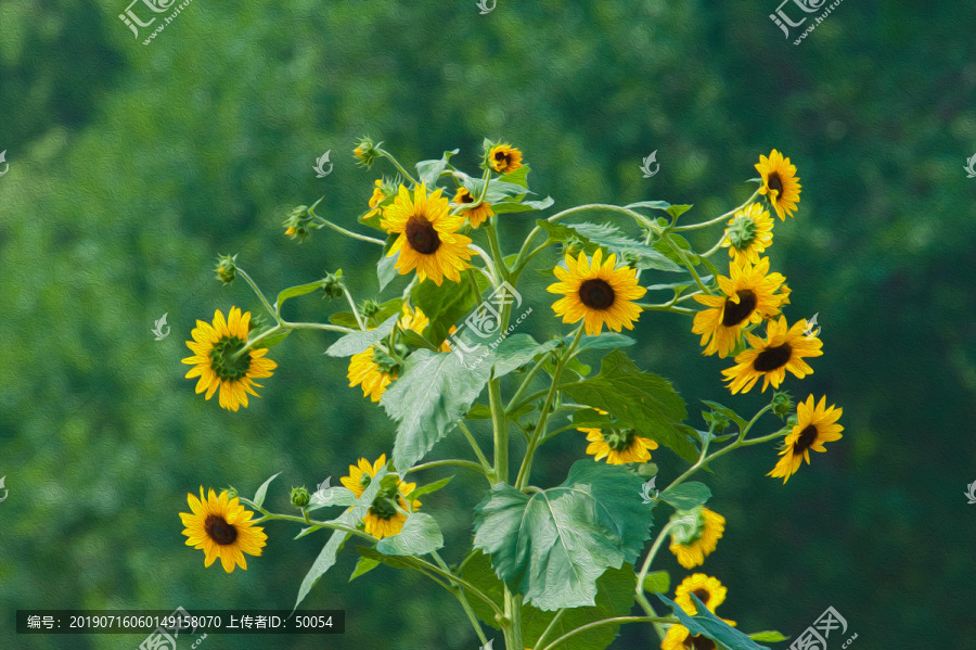 油画效果向阳花