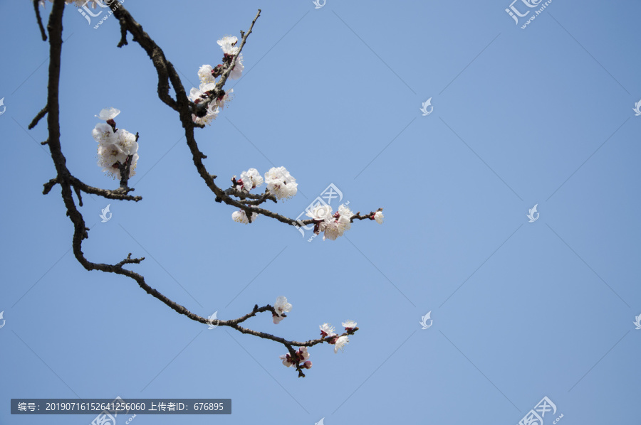 一枝杏花晴空开