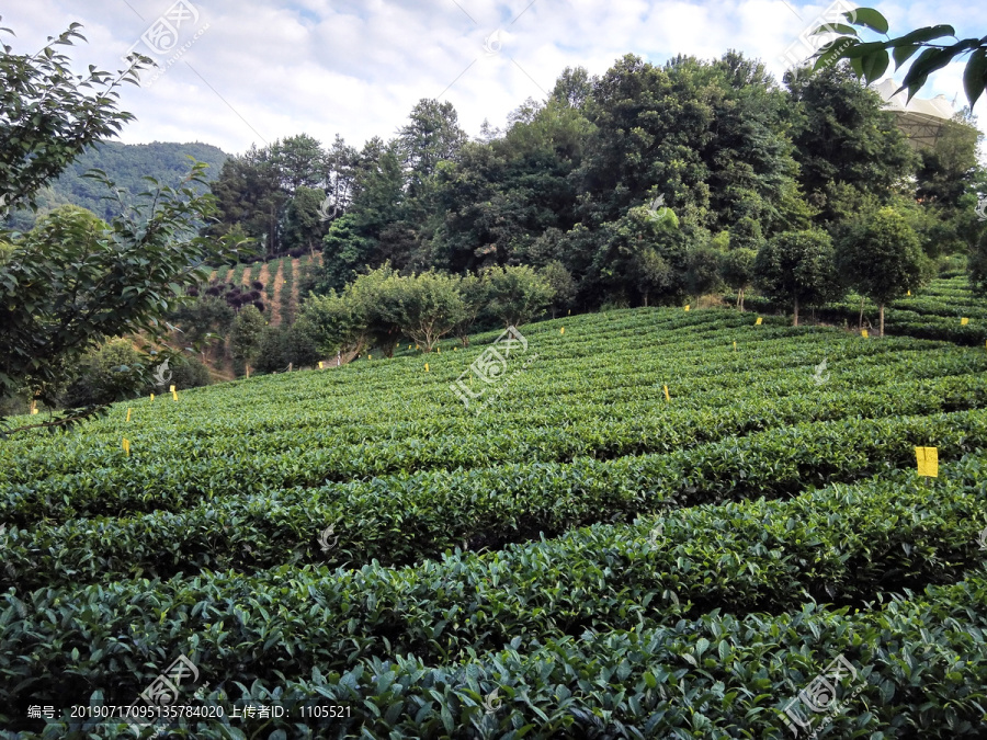 茶山