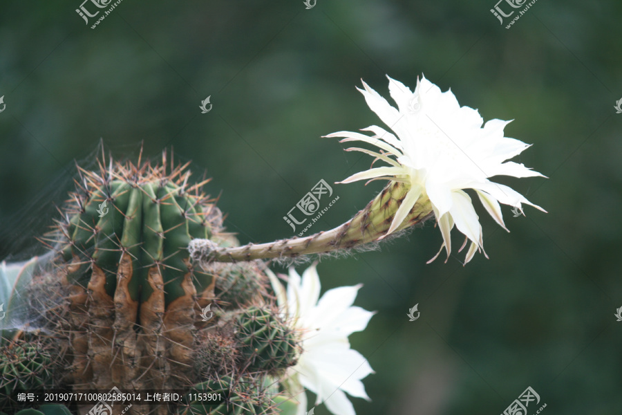 仙人球花