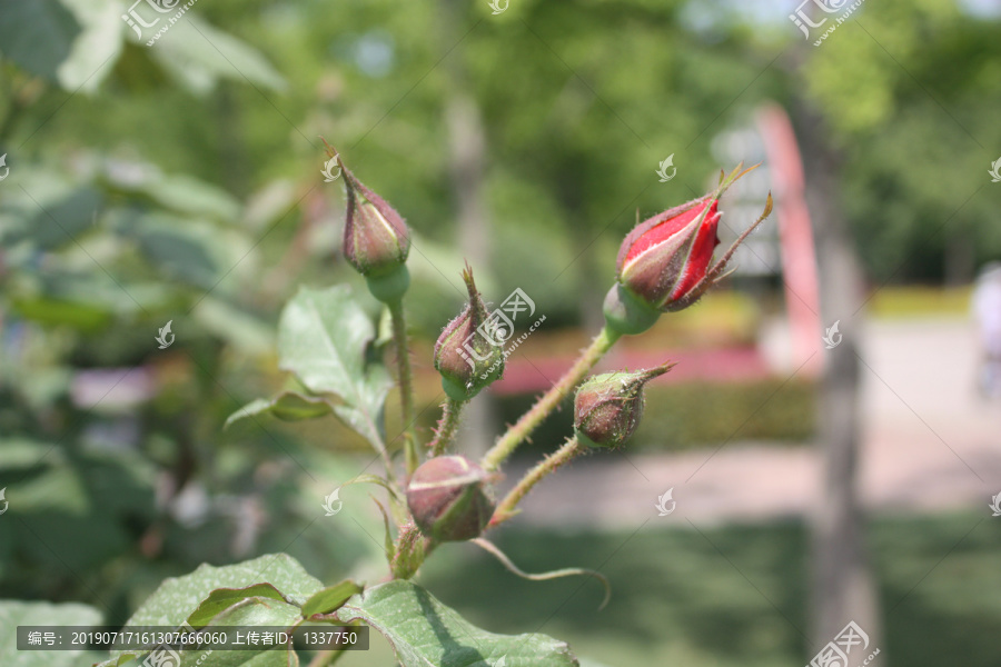 月季花苞