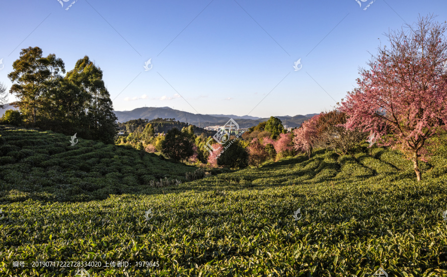 樱花茶园