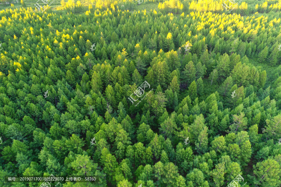 航拍松林风景