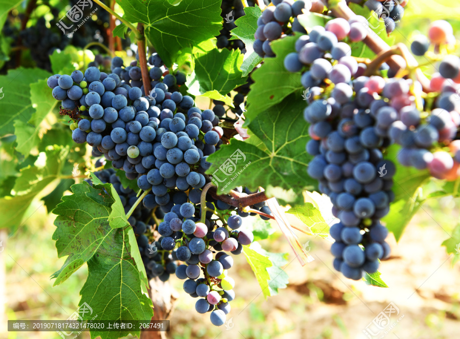酿酒葡萄品种