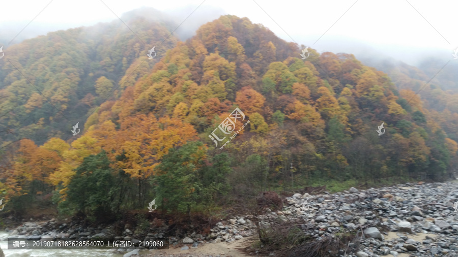 山水风景画红枫森林