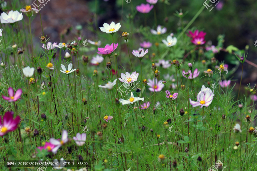 格桑花