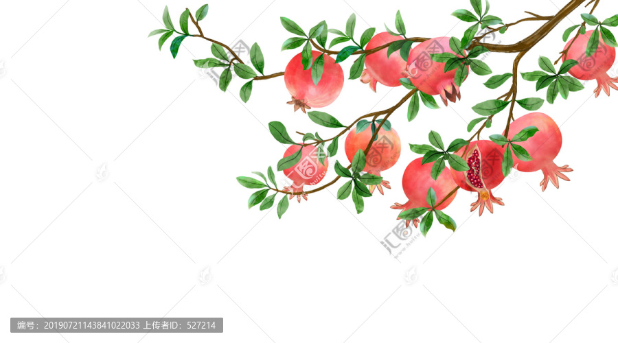 手繪石榴插畫