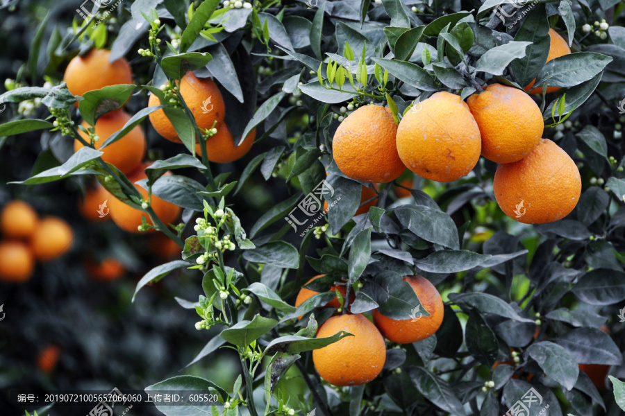 橘子柑子黄果水果