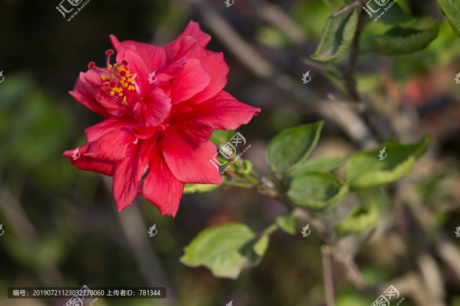 紅色扶桑